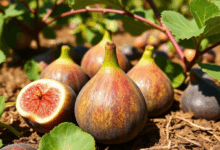 ТОП-10 найкращих сортів інжир