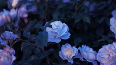 purple and white flowers