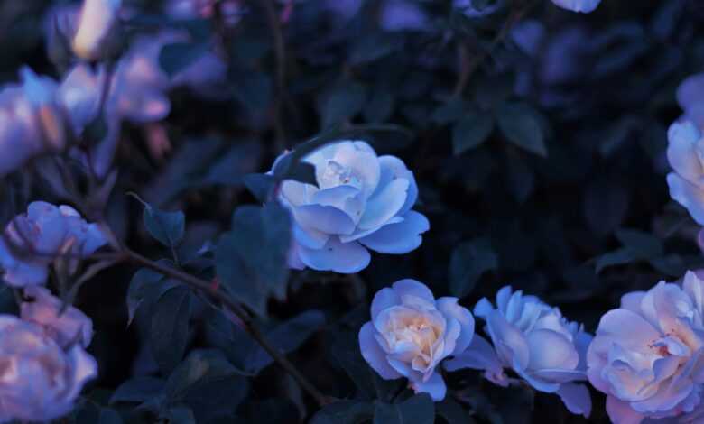 purple and white flowers