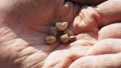 seeds, flower seeds, to see, sowing, nasturtiums, hand, gardener, nursery, gardening, seeds, flower seeds, sowing, sowing, sowing, sowing, sowing