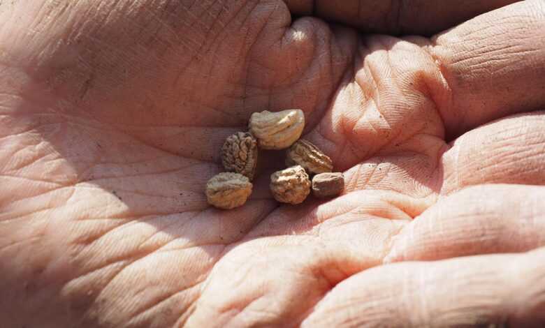seeds, flower seeds, to see, sowing, nasturtiums, hand, gardener, nursery, gardening, seeds, flower seeds, sowing, sowing, sowing, sowing, sowing