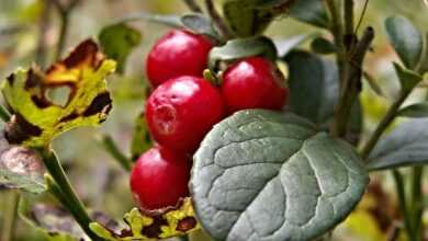 cranberries, forest fruit, red, berry, forest fruits, cranberries, cranberries, cranberries, cranberries, cranberries, forest fruit
