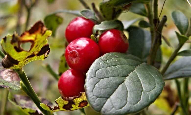 cranberries, forest fruit, red, berry, forest fruits, cranberries, cranberries, cranberries, cranberries, cranberries, forest fruit