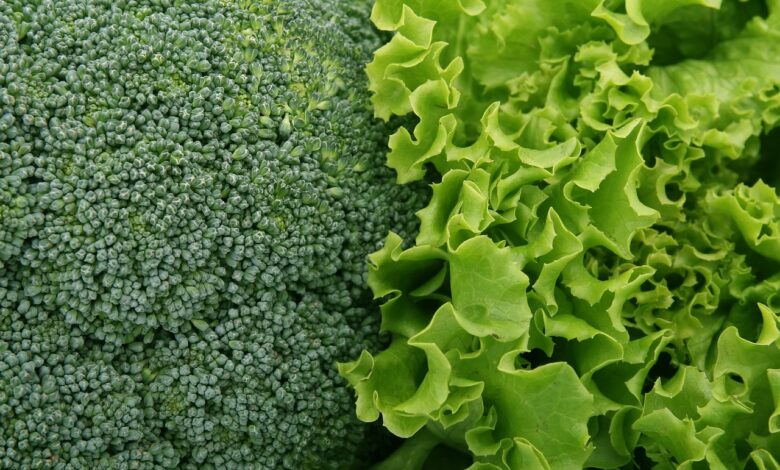 broccoli, lettuce, vegetables, salad, green, fresh, leafy greens, broccoli, broccoli, broccoli, broccoli, lettuce, lettuce, lettuce, lettuce, vegetables, salad, salad, salad, salad, salad, leafy greens, leafy greens, leafy greens, leafy greens