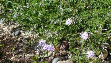 stone bed, plant, stone bed plant, nature, garden, bed, flower bed