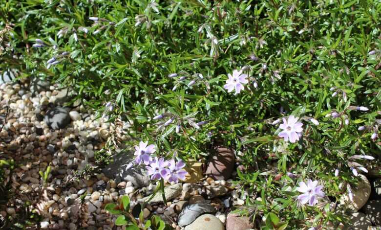 stone bed, plant, stone bed plant, nature, garden, bed, flower bed
