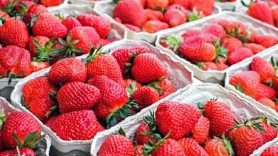 strawberries, fruit, market, food, red fruit, berry, produce, harvest, organic, natural, sweet, tasty, strawberries, strawberries, strawberries, strawberries, strawberries, fruit, market, market