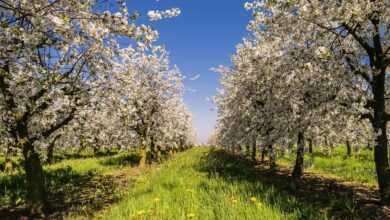 fruit, plantation, avenue, apple, bio, blossom, bloom, apples, espalier fruit, spring, apple tree, trees, apple blossom, nature, meadow, apple tree flowers, blossomed, fruit tree plantation, apple tree, apple tree, apple tree, apple tree, apple tree, apple blossom