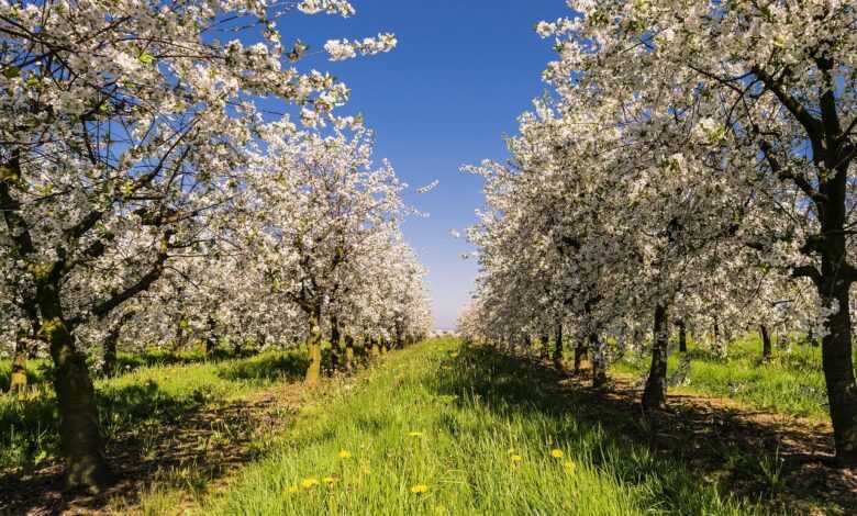 fruit, plantation, avenue, apple, bio, blossom, bloom, apples, espalier fruit, spring, apple tree, trees, apple blossom, nature, meadow, apple tree flowers, blossomed, fruit tree plantation, apple tree, apple tree, apple tree, apple tree, apple tree, apple blossom
