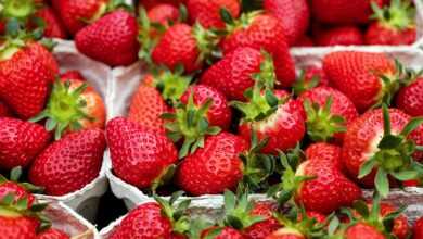 strawberries, fruit, red, ripe, cute, yummy, food, fresh, berry, juicy, nourishment, vitamins, market, strawberries, strawberries, strawberries, strawberries, strawberries