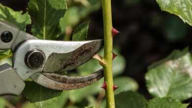 rosebushes, shears, cut, to cut, gardener, shears, shears, shears, shears, shears, gardener, gardener, gardener