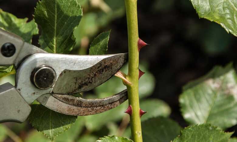 rosebushes, shears, cut, to cut, gardener, shears, shears, shears, shears, shears, gardener, gardener, gardener