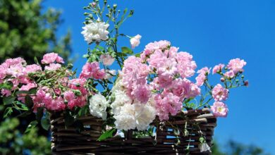 roses, bouquet of roses, blossom, bloom, pink white, rose basket, feast day, roses, roses, roses, roses, roses