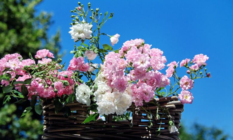 roses, bouquet of roses, blossom, bloom, pink white, rose basket, feast day, roses, roses, roses, roses, roses