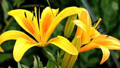 lilies, yellow, flowers, petals, yellow lilies, yellow flowers, yellow petals, pistils, blossom, bloom, flora, floriculture, flower background, horticulture, botany, nature, beautiful flowers, flower wallpaper, plants, close up, spring
