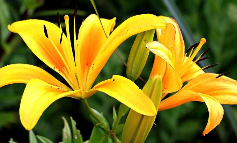 lilies, yellow, flowers, petals, yellow lilies, yellow flowers, yellow petals, pistils, blossom, bloom, flora, floriculture, flower background, horticulture, botany, nature, beautiful flowers, flower wallpaper, plants, close up, spring