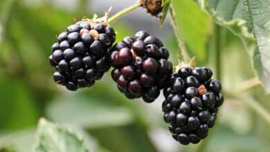 blackberries, bramble, berries, fresh, fresh berries, fresh blackberries, harvest, produce, organic, fresh produce, close up, nature, vitamins, fruits, healthy, food, ripe, ripe blackberries, delicious, plant, sweet, edible, blackberries, blackberries, blackberries, blackberries, blackberries, berries, berries, food