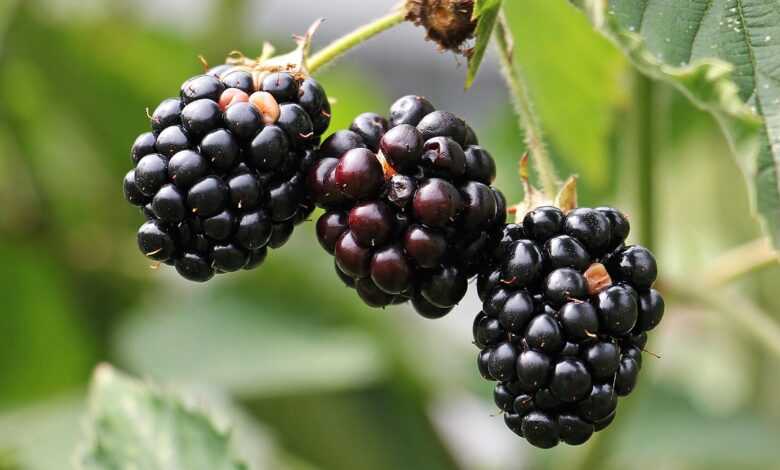 blackberries, bramble, berries, fresh, fresh berries, fresh blackberries, harvest, produce, organic, fresh produce, close up, nature, vitamins, fruits, healthy, food, ripe, ripe blackberries, delicious, plant, sweet, edible, blackberries, blackberries, blackberries, blackberries, blackberries, berries, berries, food
