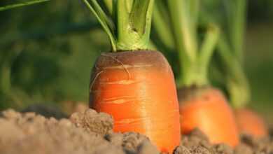 carrot, growth, vegetables, agriculture, closeup, vitamins, harvest, carrot, carrot, carrot, carrot, carrot, vegetables, agriculture, agriculture, agriculture