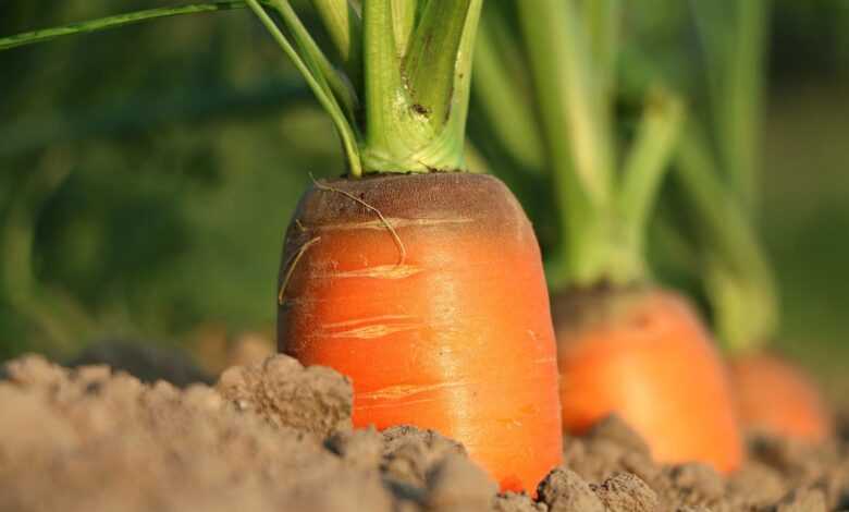 carrot, growth, vegetables, agriculture, closeup, vitamins, harvest, carrot, carrot, carrot, carrot, carrot, vegetables, agriculture, agriculture, agriculture