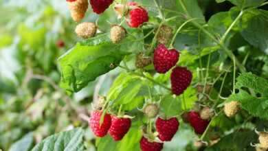 fresh, nature, food, berry, delicious, sweet, raspberry, tasty, green food, raspberry, raspberry, raspberry, raspberry, raspberry