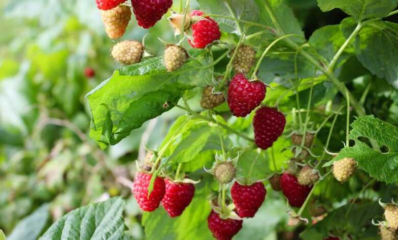 fresh, nature, food, berry, delicious, sweet, raspberry, tasty, green food, raspberry, raspberry, raspberry, raspberry, raspberry