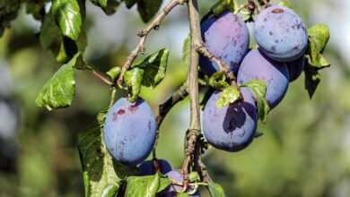 plums, fruits, food, branch, harvest, fresh, healthy, ripe, organic, sweet, produce, plums, plums, plums, plums, plums