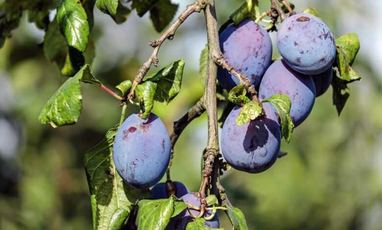 plums, fruits, food, branch, harvest, fresh, healthy, ripe, organic, sweet, produce, plums, plums, plums, plums, plums