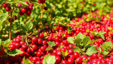 Найкращі сорти журавлини для вирощування