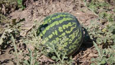 watermelon, bed, vegetable garden, berry, land, country house, from the garden, vitamins, plant, garden, harvest, priming, bed, bed, bed, bed, bed