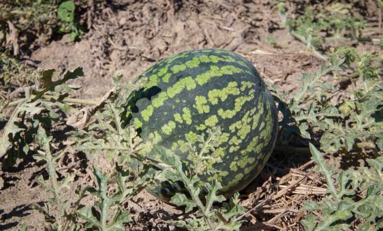 watermelon, bed, vegetable garden, berry, land, country house, from the garden, vitamins, plant, garden, harvest, priming, bed, bed, bed, bed, bed