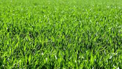 meadow, field, nature, grass, landscape, grassy, grasslands, grass blades, lush, green, greenery, green grass, lawn, meadow, field, field, grass, grass, green, green, green, green, lawn, lawn, lawn, lawn, lawn
