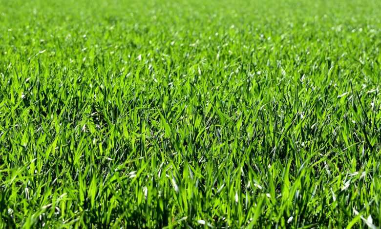 meadow, field, nature, grass, landscape, grassy, grasslands, grass blades, lush, green, greenery, green grass, lawn, meadow, field, field, grass, grass, green, green, green, green, lawn, lawn, lawn, lawn, lawn