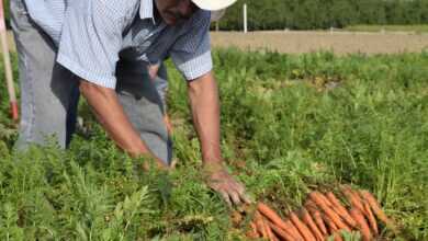 carrot, grower, carrot grower, farmer, vegetable, harvesting, growing, grow, agriculture, organic, grower, farmer, farmer, farmer, farmer, farmer