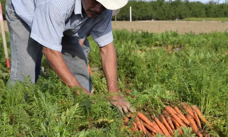 carrot, grower, carrot grower, farmer, vegetable, harvesting, growing, grow, agriculture, organic, grower, farmer, farmer, farmer, farmer, farmer