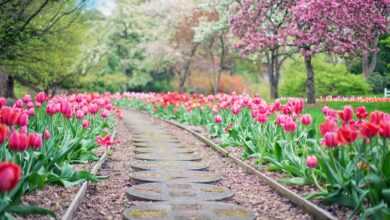 pathway, path, pink tulips, tulips, nature, spring, springtime, landscape, garden, walkway