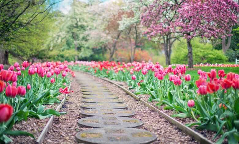pathway, path, pink tulips, tulips, nature, spring, springtime, landscape, garden, walkway