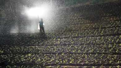 field, spray, nature, water, fertilizer, field workers, farmer