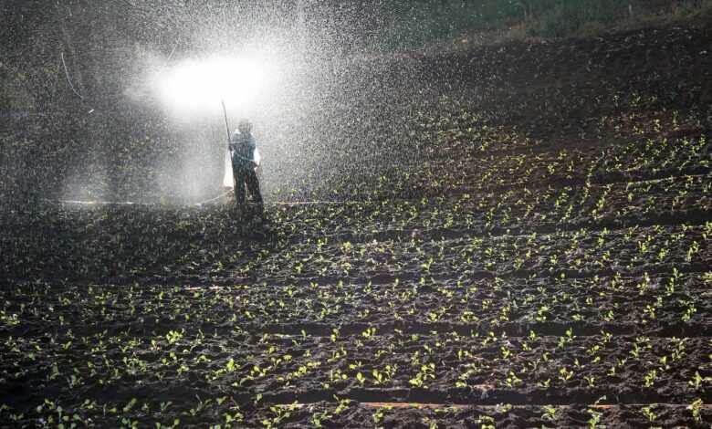 field, spray, nature, water, fertilizer, field workers, farmer