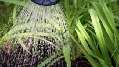 flower casting, plant watering, to water, water, gardening, garden, nature, environment, macro, plant, close up, watering can, green, white, leaf, irrigation, dryness, watering can, watering can, watering can, watering can, watering can, irrigation, irrigation, irrigation