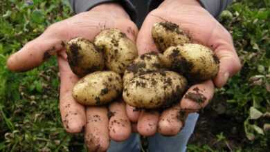 potatoes, harvest, food, potato, vegetarian, agriculture, potatoes, potatoes, potatoes, potato, potato, potato, potato, potato