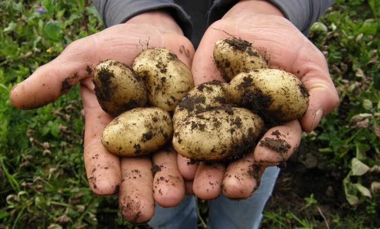 potatoes, harvest, food, potato, vegetarian, agriculture, potatoes, potatoes, potatoes, potato, potato, potato, potato, potato