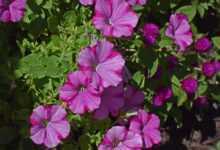pink-on-pink petunia, petunia, flower, blossom, bloom, plant, annual, flower background, garden, flower wallpaper, nature, pink, beautiful flowers, hot pink, colorful