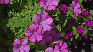 pink-on-pink petunia, petunia, flower, blossom, bloom, plant, annual, flower background, garden, flower wallpaper, nature, pink, beautiful flowers, hot pink, colorful