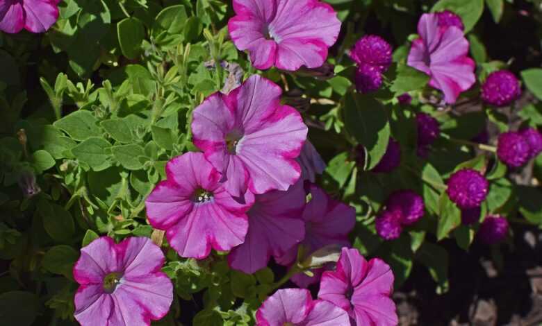 pink-on-pink petunia, petunia, flower, blossom, bloom, plant, annual, flower background, garden, flower wallpaper, nature, pink, beautiful flowers, hot pink, colorful