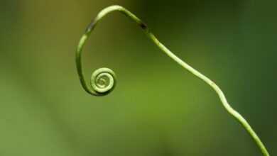 plant, green, plants, forest, nature, wild plant, forest plant, close up, macro, macro shot, datailaufnahme, isolated, spiral, kringel, decorative, rounding, vine stems, tendril, whirl, rotated, growth, spiral, spiral, spiral, spiral, tendril, tendril, tendril, tendril, tendril