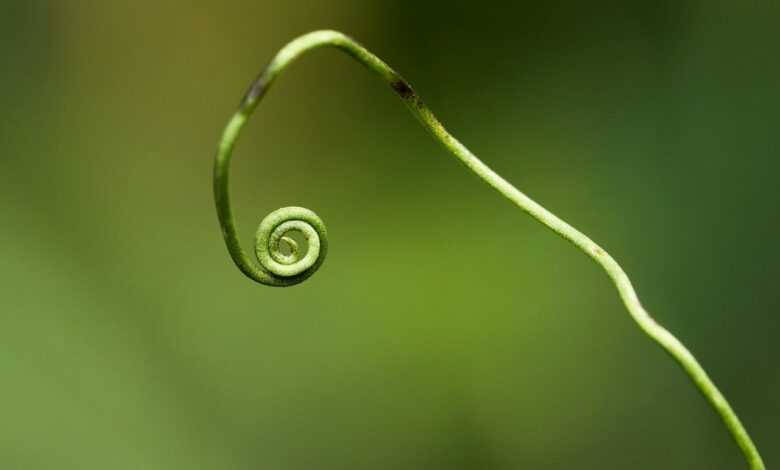 plant, green, plants, forest, nature, wild plant, forest plant, close up, macro, macro shot, datailaufnahme, isolated, spiral, kringel, decorative, rounding, vine stems, tendril, whirl, rotated, growth, spiral, spiral, spiral, spiral, tendril, tendril, tendril, tendril, tendril