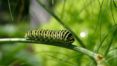 caterpillar, swallowtail caterpillar, butterfly caterpillar, stage of development, caterpillar, caterpillar, caterpillar, caterpillar, caterpillar