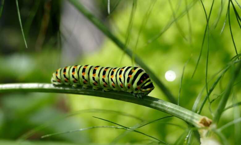 caterpillar, swallowtail caterpillar, butterfly caterpillar, stage of development, caterpillar, caterpillar, caterpillar, caterpillar, caterpillar