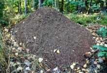 anthill, ants, forest, in the forest, insect, crawling, nature, needles, ant dwelling, anthill, anthill, anthill, anthill, anthill, ants, ants, ants